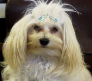 Carletto, la mascotte du salon
